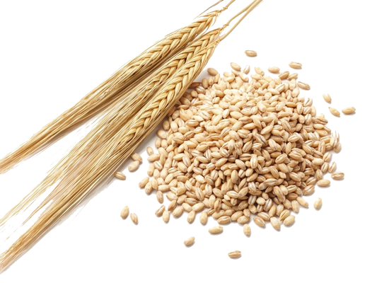 Barley